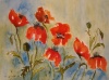 Aquarell - Mohn im Feld
